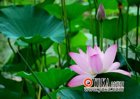 京城夏日11处赏荷地大搜罗(3)