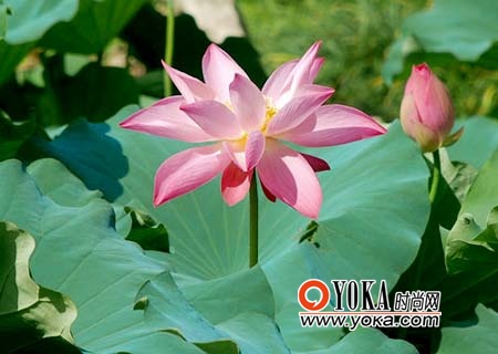 京城夏日11处赏荷地大搜罗(5)