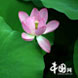 荷塘“阅”色