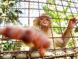 泰国椰子价格下滑 椰猴失业靠乞食度日[组图]