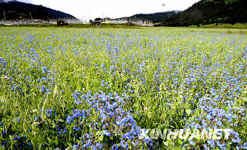 夏日的林芝，小花開得滿山遍野