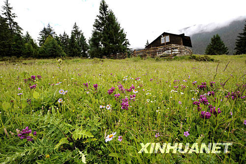 夏日的林芝山區(qū)風光