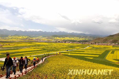 7月18日，游客在“百里油菜花海”觀光游覽。 每年7月，地處祁連山麓的青海省門源回族自治縣60多萬畝油菜花競相綻放，形成高原地區(qū)壯觀奇美的“百里油菜花海”美景，吸引眾多海內(nèi)外游客前來觀光。