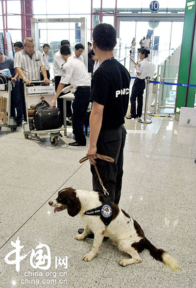 首都机场特检人员携警犬上岗执勤