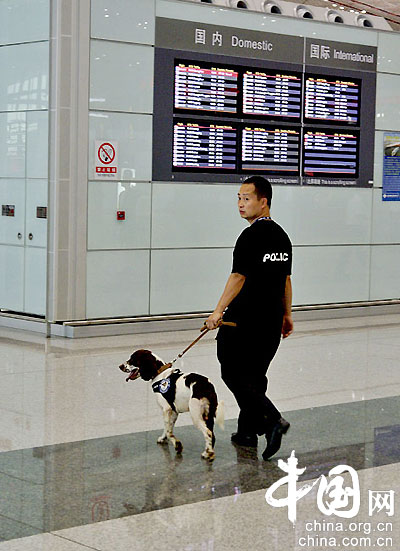 首都機場特檢人員攜警犬上崗執勤