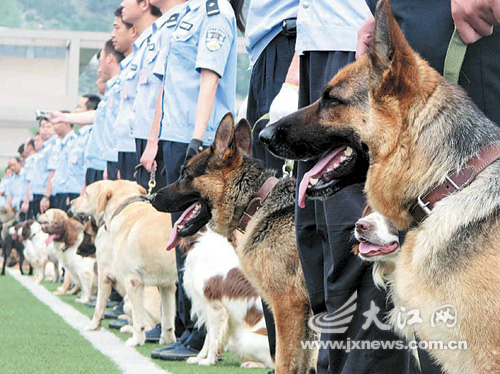 2分钟搜索数个座位 江西警犬参加奥运场馆安检