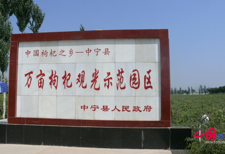 中宁万亩枸杞观光示范园