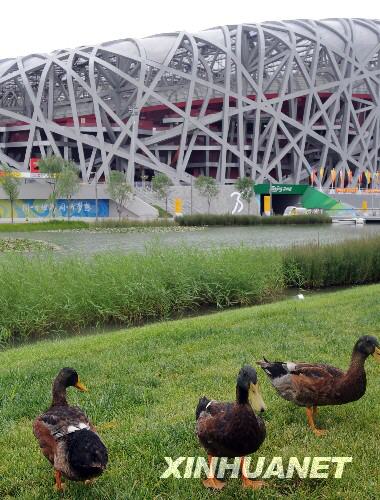 7月29日，三只鸭子在国家体育场“鸟巢”外边觅食。
