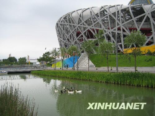 7月29日，国家体育场“鸟巢”外，一群鸭子在安闲地游水。