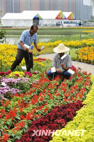 7月30日，花卉养护员在为“奥运花卉”插上名牌。 新华社记者李紫恒摄