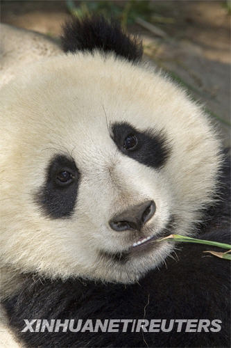 美国：大熊猫珍珍将满一岁