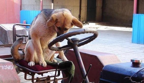 我家狗狗学驾驶