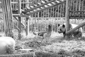 蓝孔雀熊猫馆觅食 大熊猫“希望”准备偷袭