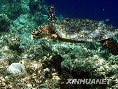  这是一只海龟在马尔代夫北马累环礁珊瑚丛中觅食的照片