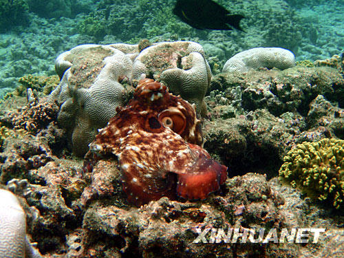 这是一只章鱼栖身于马尔代夫北马累环礁珊瑚丛的照片