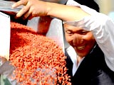 宁夏自治区50年 中宁崛起枸杞产业[组图]