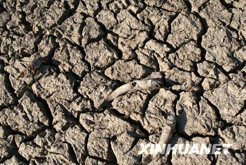  9月13日，巴拉圭境内一条河流完全干涸，河床中只剩下死鱼的尸体暴露在烈日下。