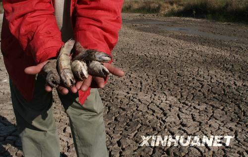  9月13日，在巴拉圭境内一处完全干涸的河床上，一名当地居民手捧死鱼的尸体。