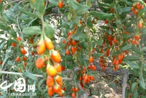 中宁万亩枸杞飘香