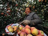 瓜果溢香塔里木盆地[组图]