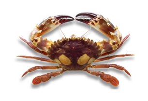 美味螃蟹种类多(图)