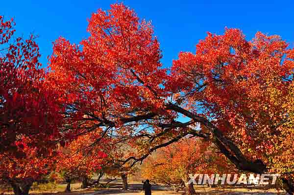 哈密地區(qū)伊吾縣蝴蝶溝秋色