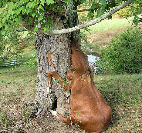 脑袋被卡在树洞中的小马驹。