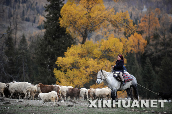 在新疆喀纳斯旅游风景区，一名哈萨克族妇女赶着羊群回家（10月13日摄）。 深秋时节，新疆喀纳斯旅游风景区呈现出别样的湖光山色，景色醉人。 新华社记者 沙达提 摄 