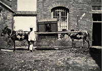 骡轿 佚名摄于19世纪末 蛋白纸基 中国书店供图