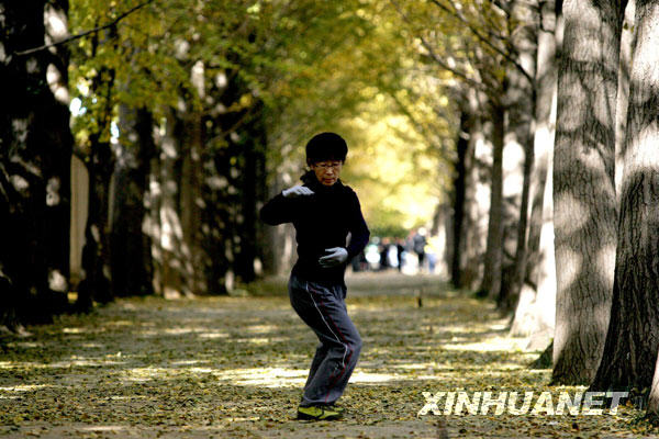 11月3日，一位市民在北京钓鱼台东墙外的“银杏大道”晨练。