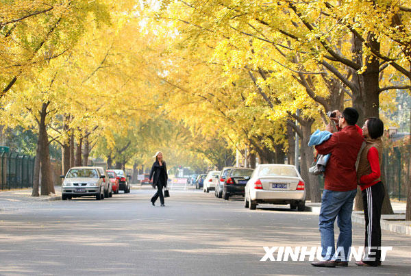 11月4日，游人在北京三里屯东五街的银杏树下留影。