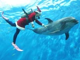 圣诞老人与海豚海底共舞[组图]