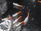 中国首次现身的新科物种'仙女虾'[图]