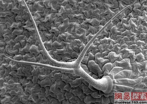 拟南芥叶下表面的电子显微图片。在图中，表皮细胞长出了突出物。