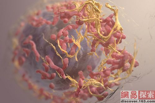 　2008年国际科学与工程可视化奖评选中荣誉提名奖项得主。图片是癌细胞的3d立体显微图片，它是利用离子磨损扫描电子显微镜收集数据而做出的。