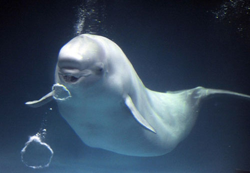 最有自娛自樂精神的白鯨——日本一家海洋館裏推出了白鯨吐泡泡表演，大受觀眾歡迎。