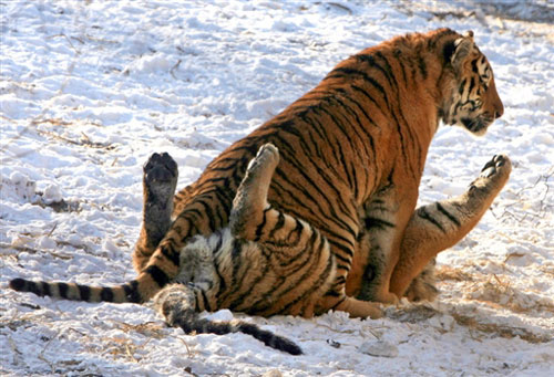 最不怕冷的“情侶”——1月，哈爾濱東北虎公園內兩隻老虎在戲耍。