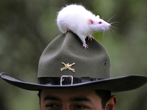 最小的“警察”——9月9日，波哥大，一隻搜查爆炸物的小白鼠站在警察的帽子上。