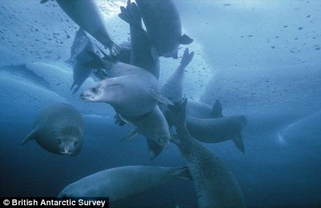 食蟹海豹在南极冰下寻找下一顿美食