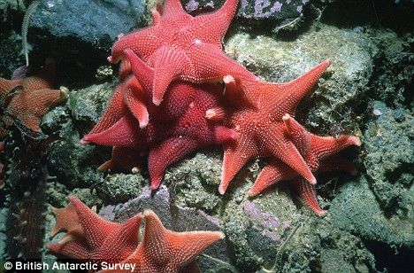 海底发现一堆红色海星