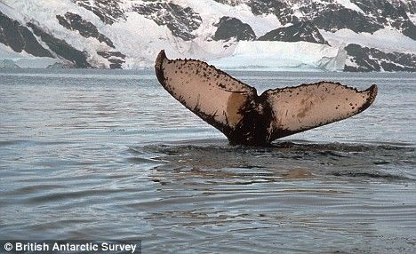 一条座头鲸潜入水下