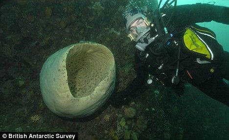 一位研究小组成员在冰冷海水下发现一个巨大的海绵