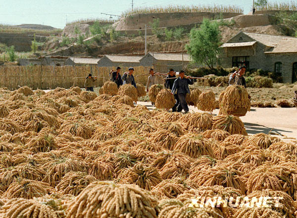 這是1972年拍攝的大寨獲得穀子豐收的情景。