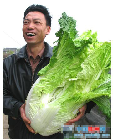 世界上最大的白菜图片