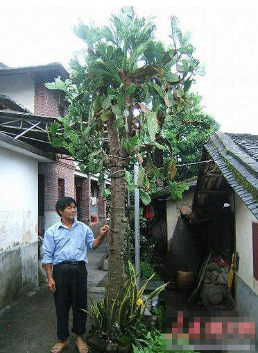 福建老農廢鍋上種出巨型仙人掌