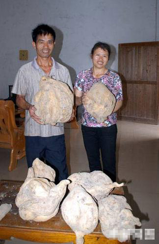 廣東韶關(guān)出土15公斤重特大番薯