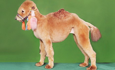 Cindy被装扮成骆驼。