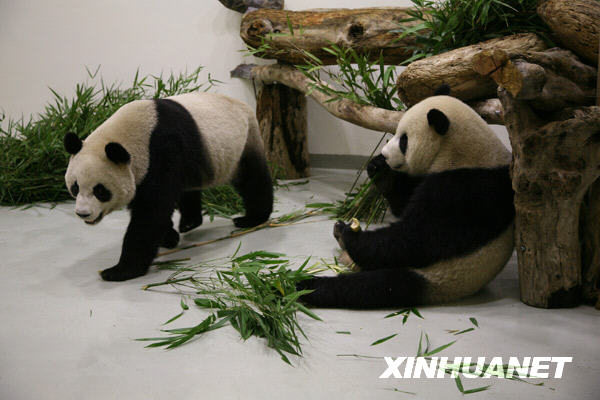 台北市立动物园,团团,新家,12月,大熊猫,长荣航空,专机,园方,食用,竹子
