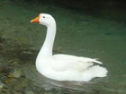 鹅