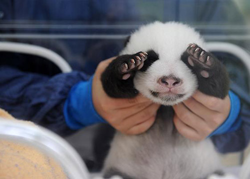 最害羞的年度动物:当然是这只和摄影师玩捉起迷藏的大熊猫